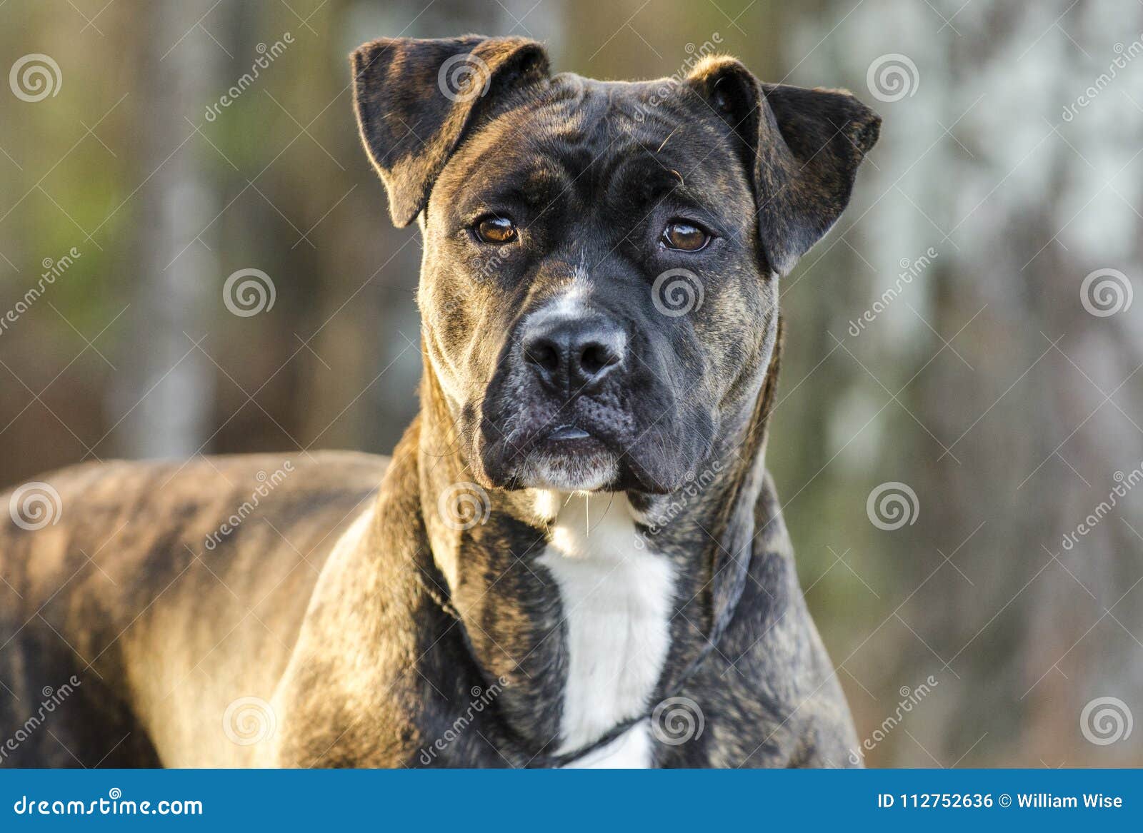 mastiff pitbull brindle