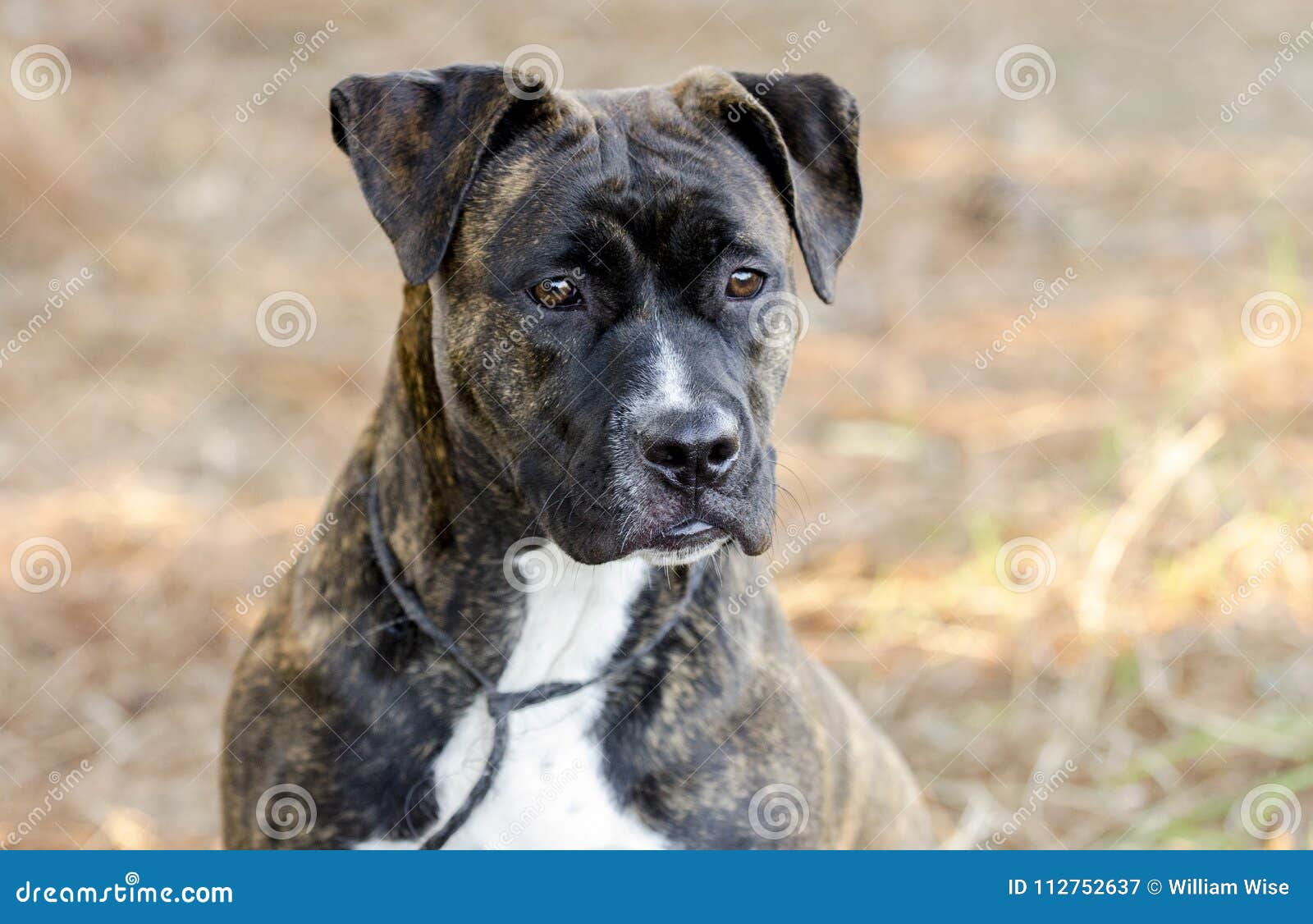 mastiff pitbull brindle