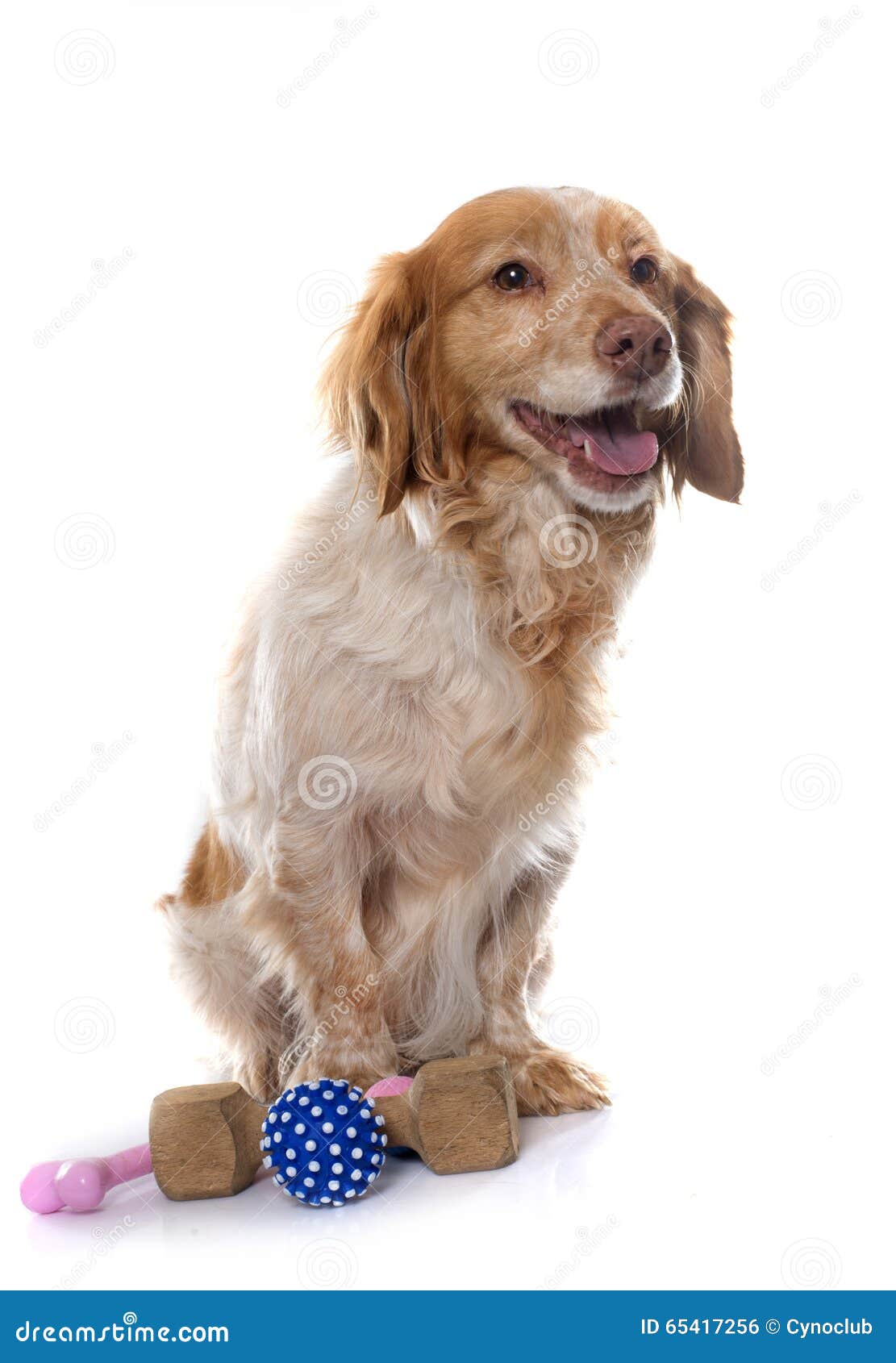 Female Brittany Spaniel. Brittany Spaniel in front of white background