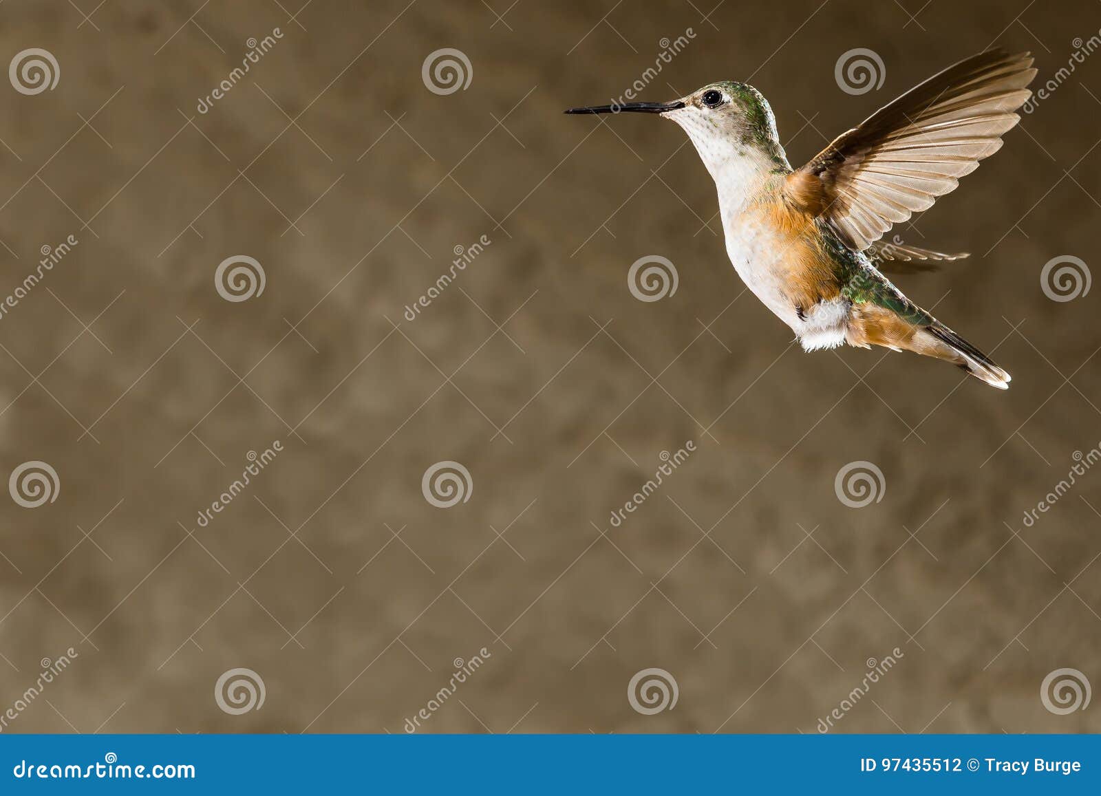 female broad-tailed hummingbird