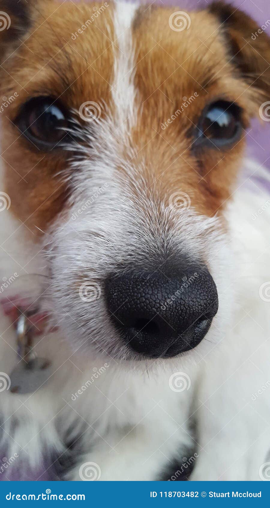 broken haired jack russell