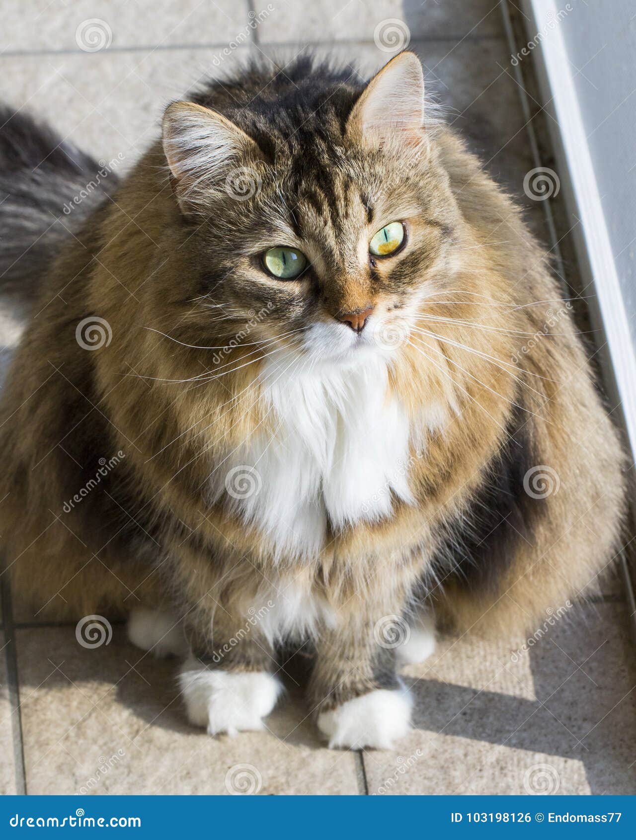 Female Brown White Tabby Cat  Of Siberian  Breed 