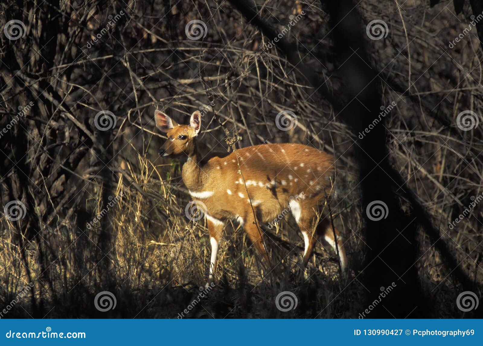 female of bushbuck, tragelaphus scriptus.