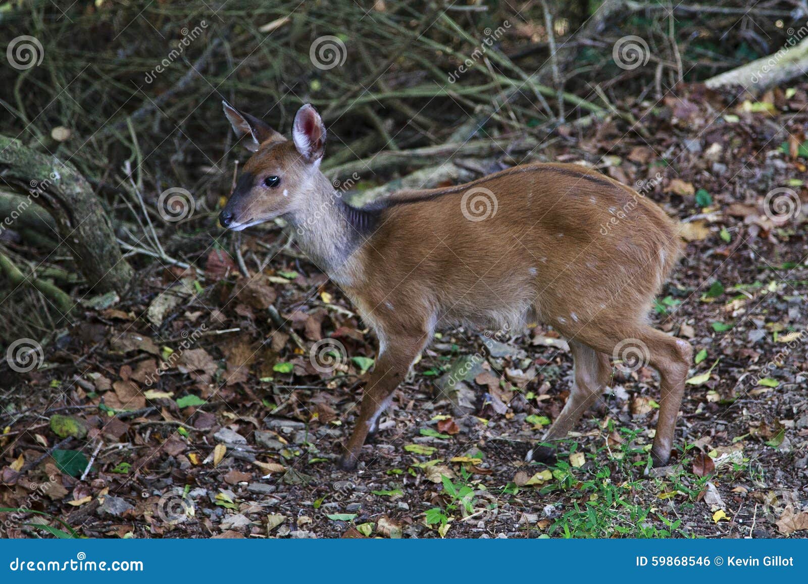 female bushbuck - tragelaphus sylvaticus