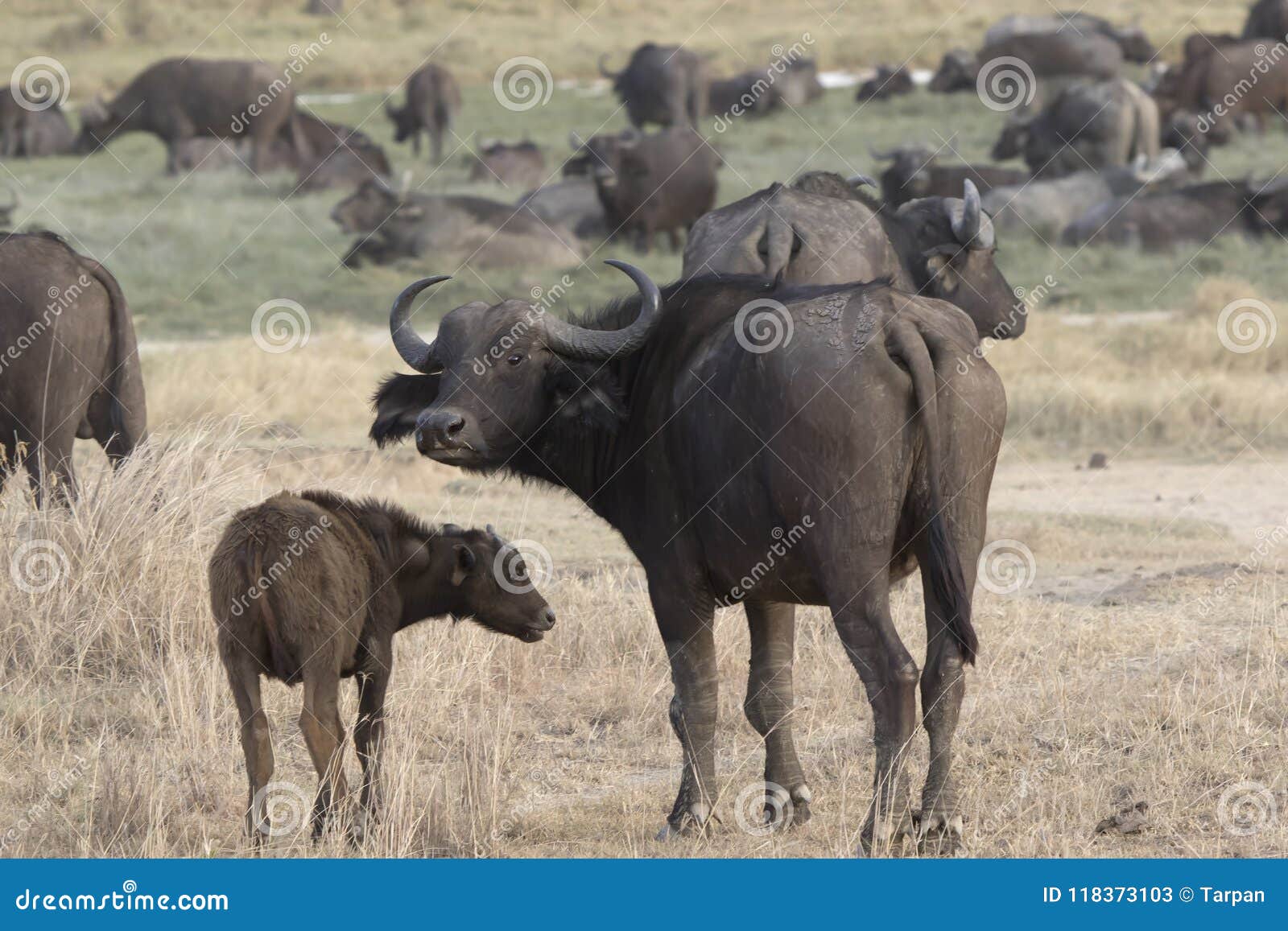 skak protektor mørke Female and Calf African Buffalo that Stand in the Savanna Against the  Backdrop of a Large Herd Stock Image - Image of animals, african: 118373103