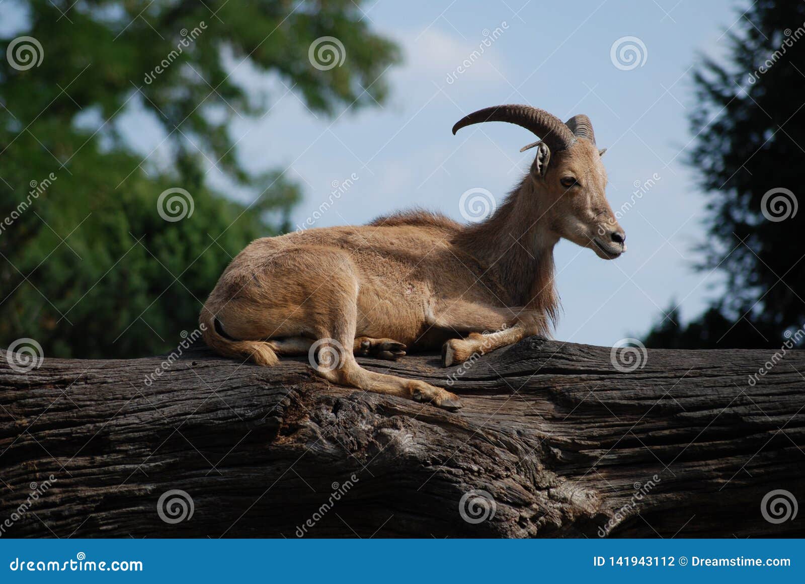 Iberian Female Capricorn Resting on a Tree Trunk in the Zoo Stock Photo -  Image of brown, chinese: 141943112