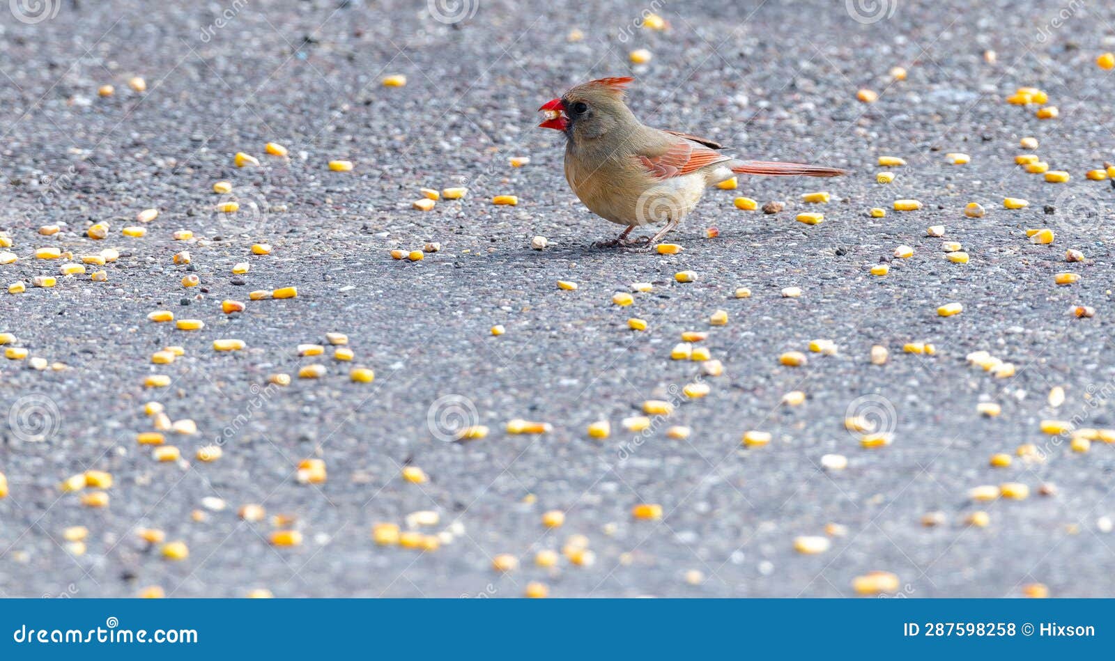 Female Cardinal Bird Eating Corn Kernel Stock Photo Image of autumn