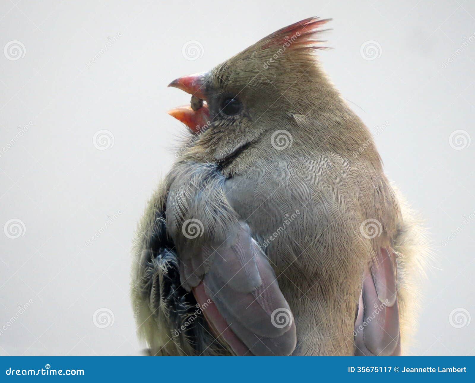 Female Cardinal Bird Eats Grape Seed Stock Image Image of seed, bird 35675117