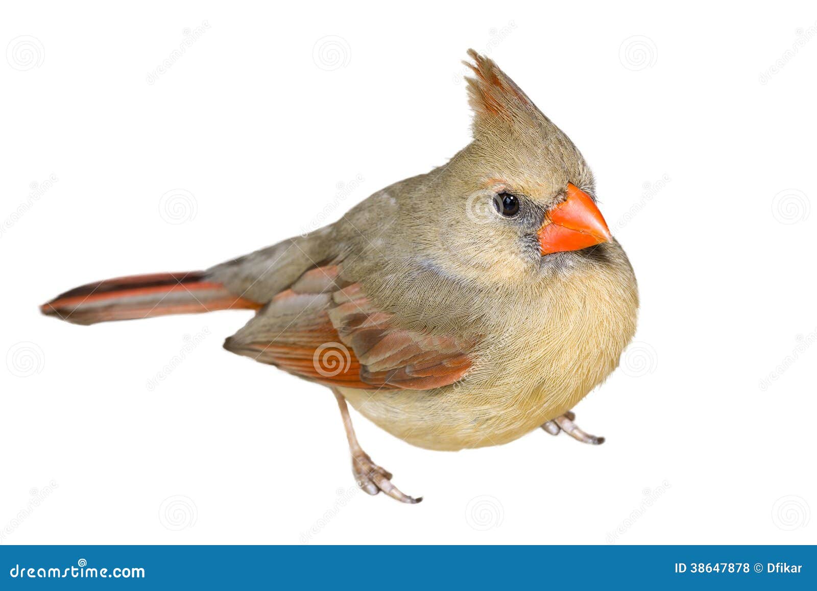 Female Cardinal Royalty Free Stock Photos - Image: 38647878