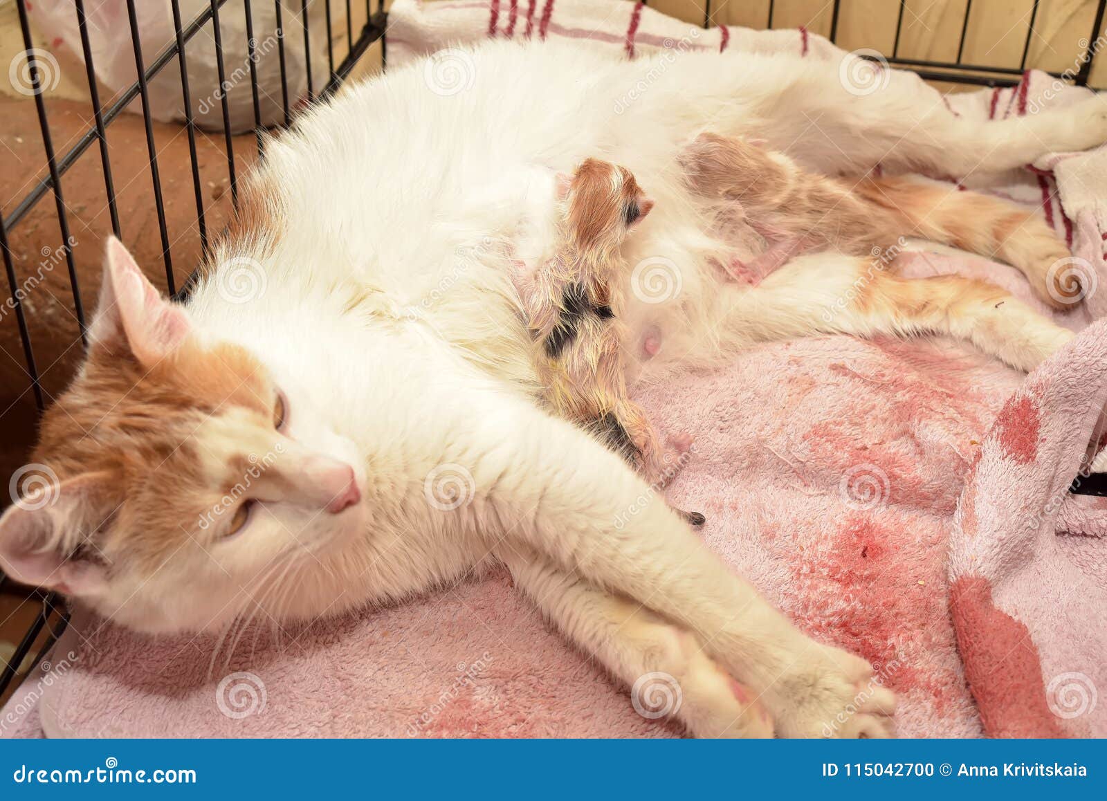 Female cat give birth stock photo. Image of domestic 115042700