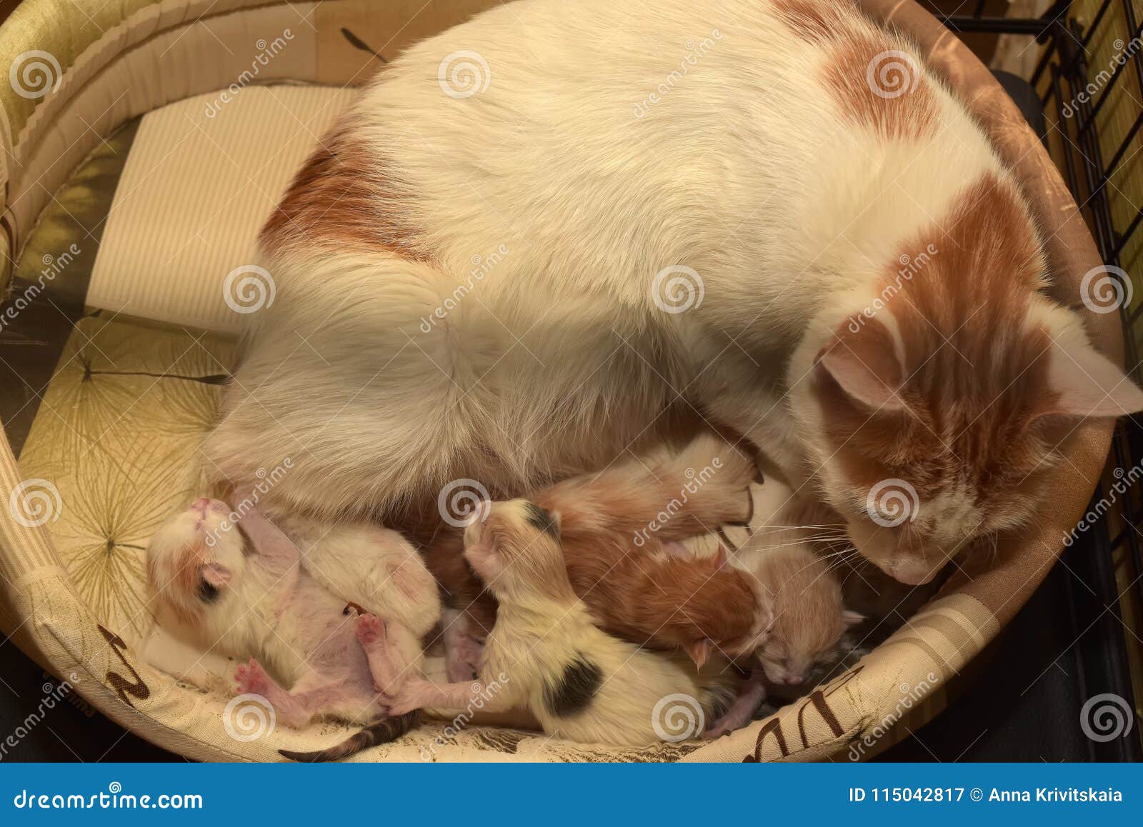 Female cat give birth stock image. Image of examination 115042817