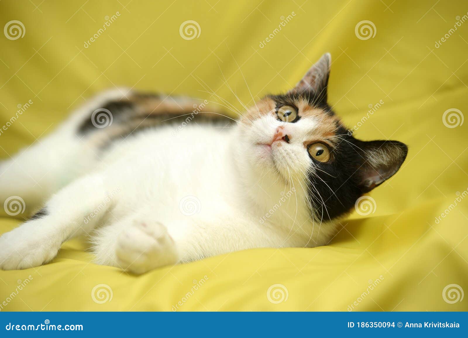 Female Cat, Cat with Three Colors Stock Photo Image of kitty, gata