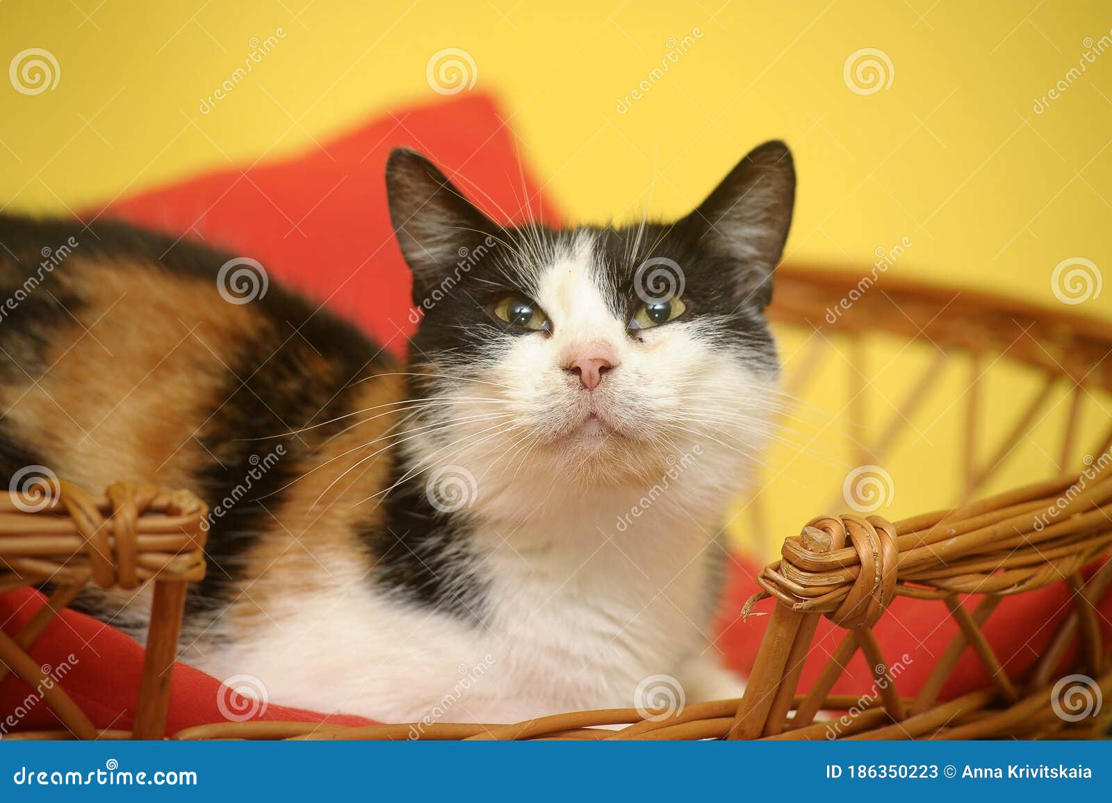 female cat,  cat with three colors
