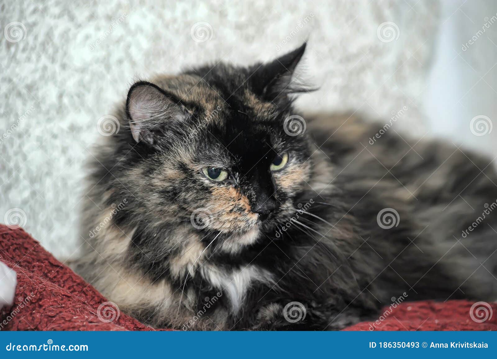 female cat,  cat with three colors