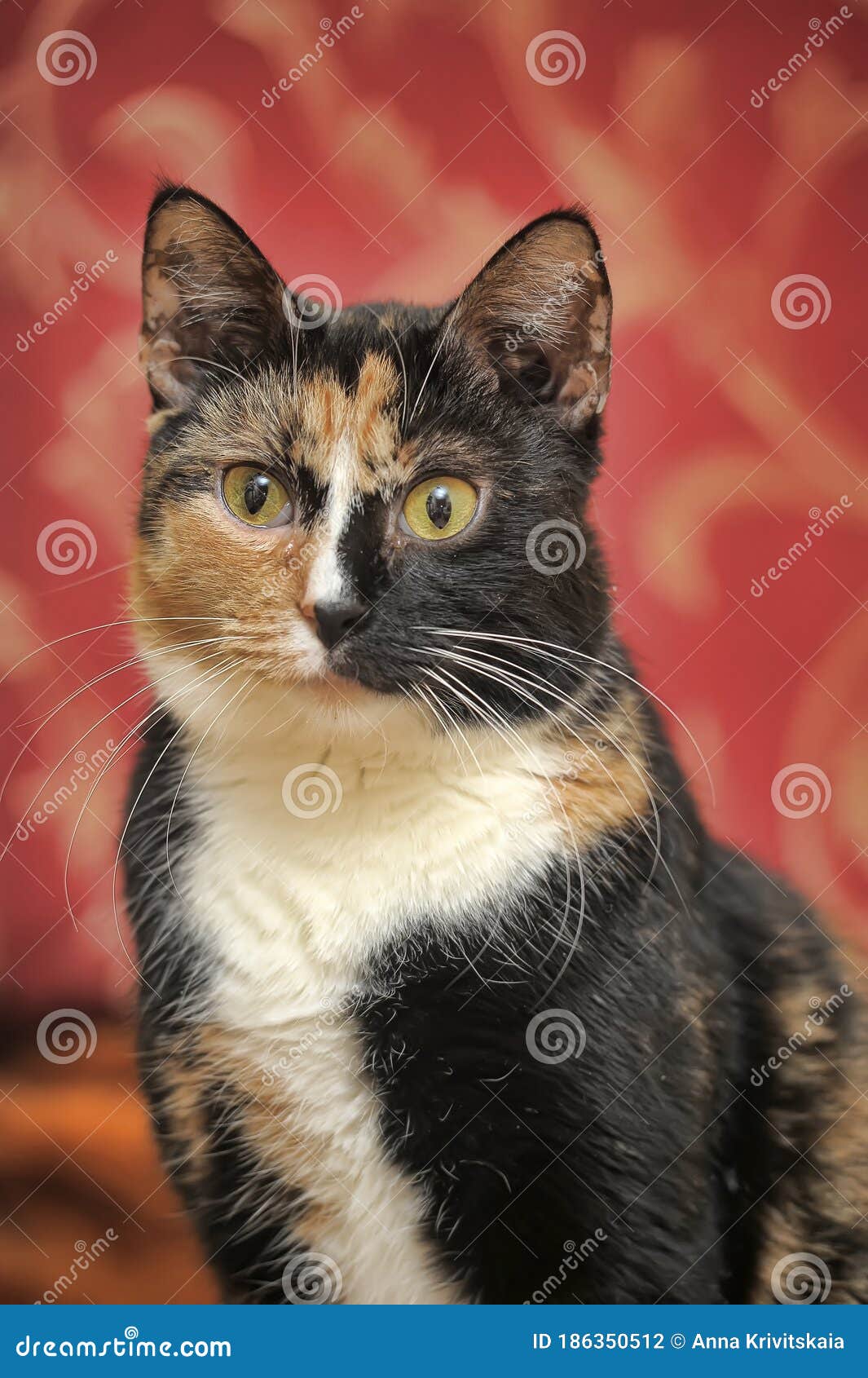 female cat,  cat with three colors