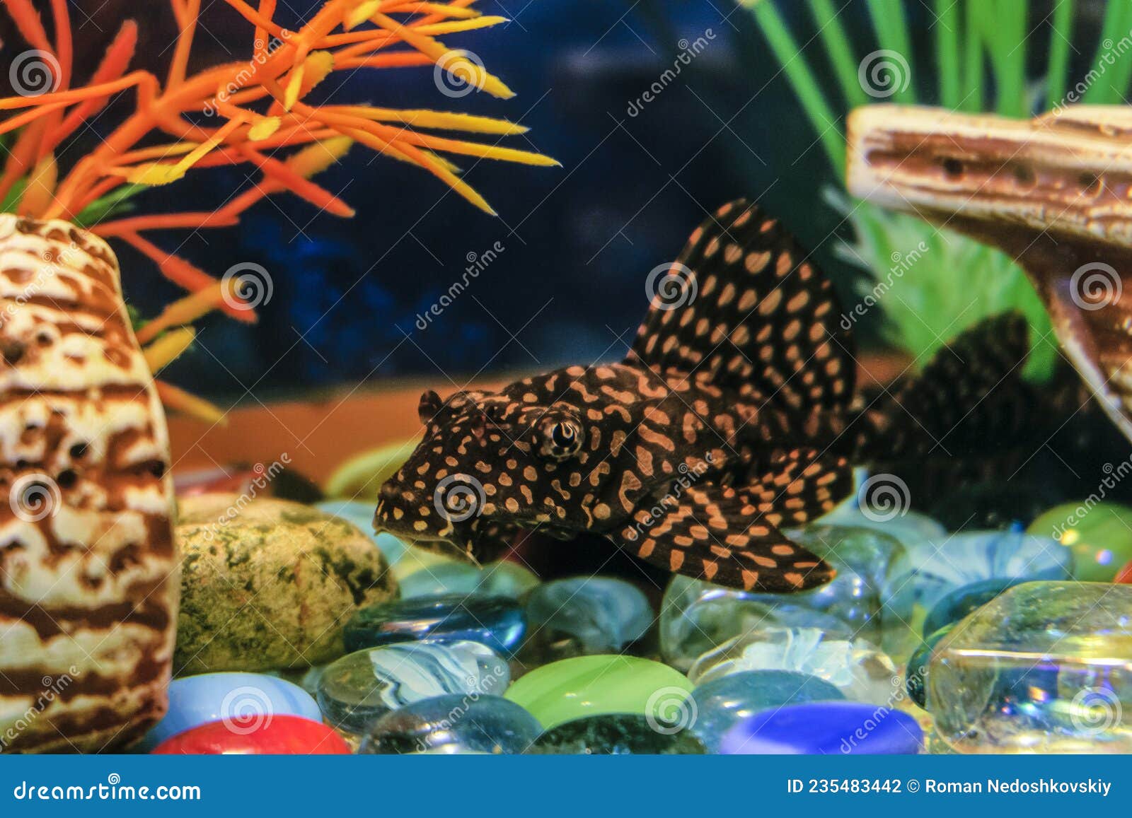 Female Catfish Ancistrus Fish in Aquarium Stock Photo Image of