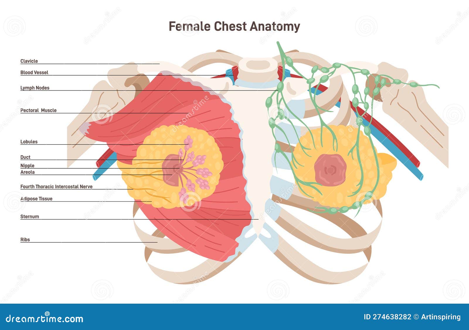 Breast anatomy labelled stock illustration. Illustration of tissue