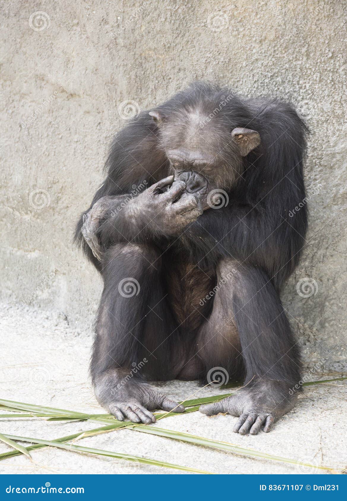 chimpanzee hand wikipedia chimpanzee hand wikipedia