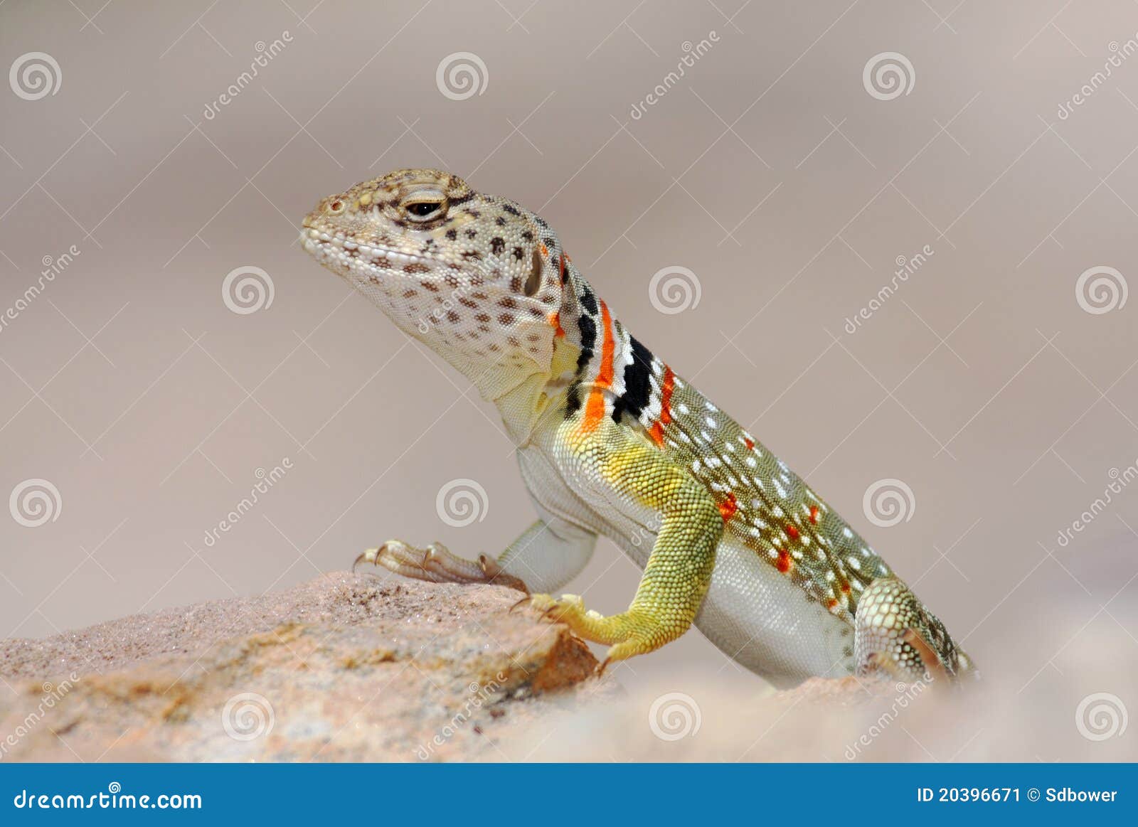 Female collared lizard stock image. Image of colorful 20396671