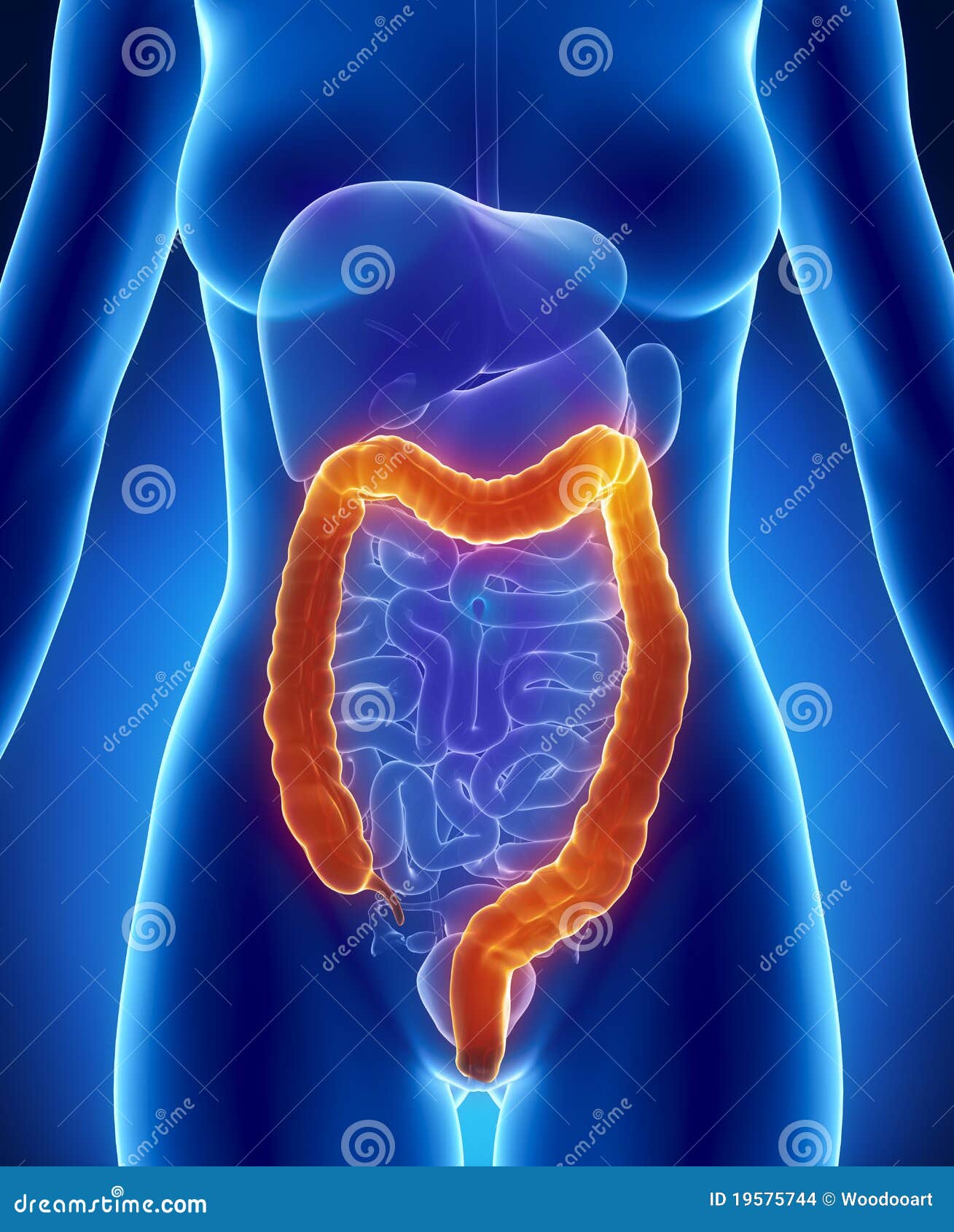 Female Colon Anatomy Diagram