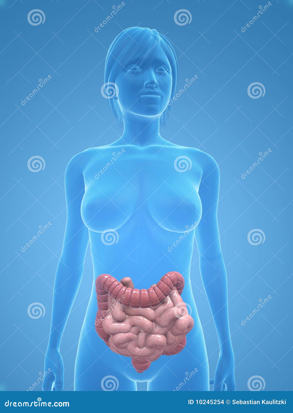 Female Colon and Intestines Stock Illustration Illustration of female