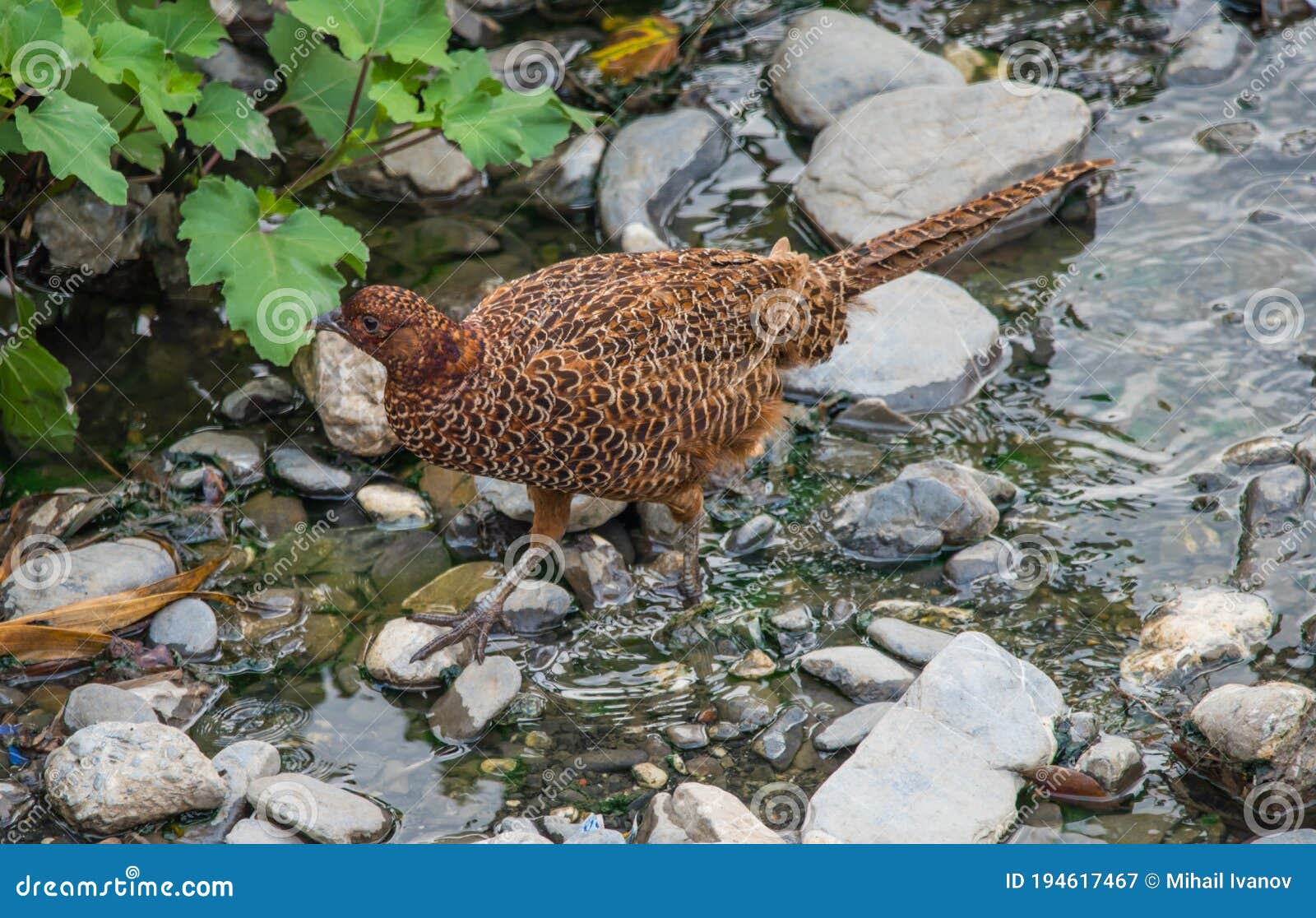 female common pheasant or phasianus colchicus