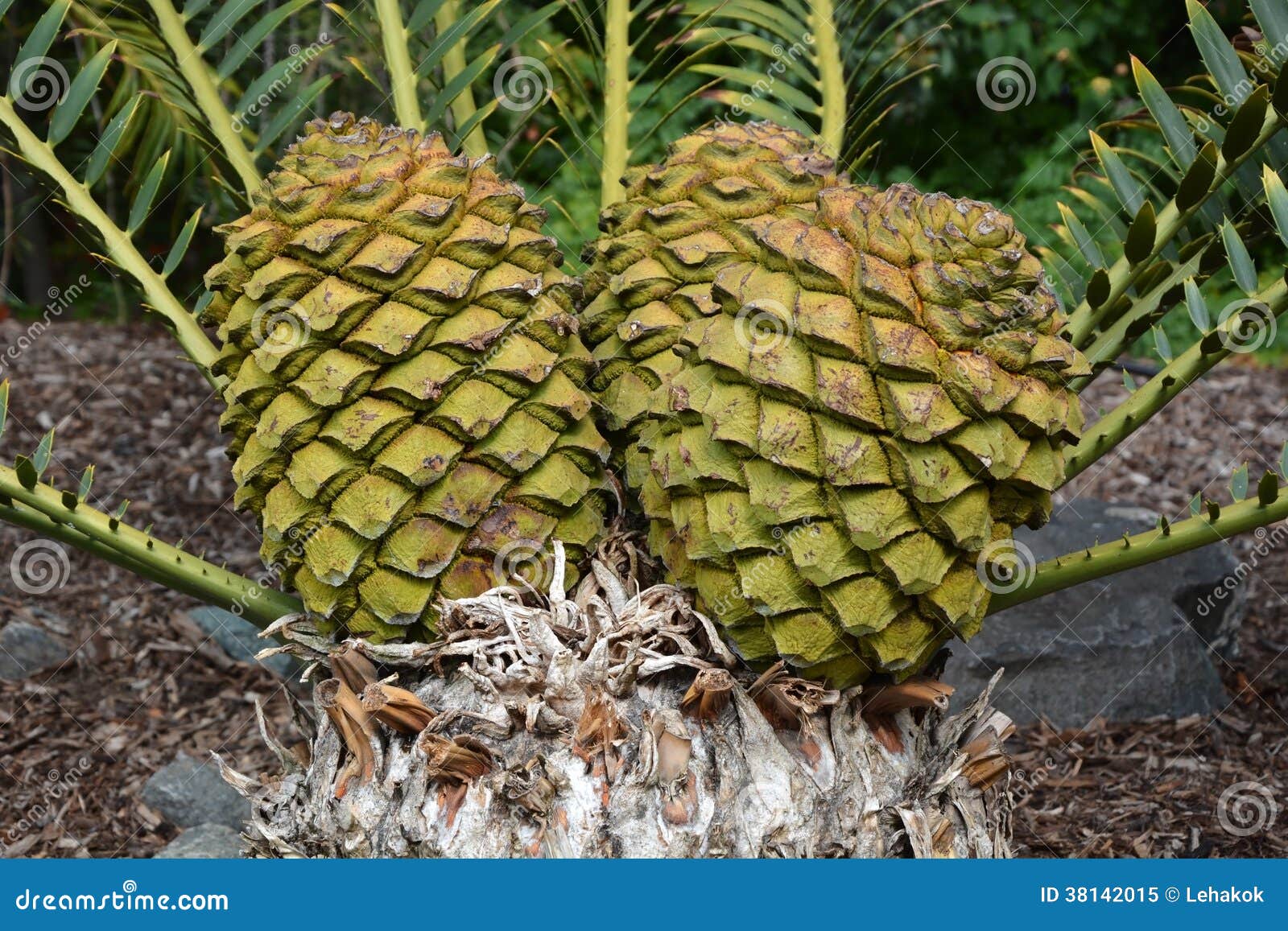 Female cone stock image. Image of agriculture, closeup 38142015