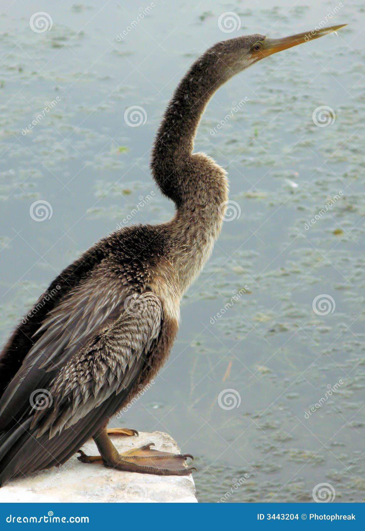 Female Cormorant Near Water Stock Images Image 3443204