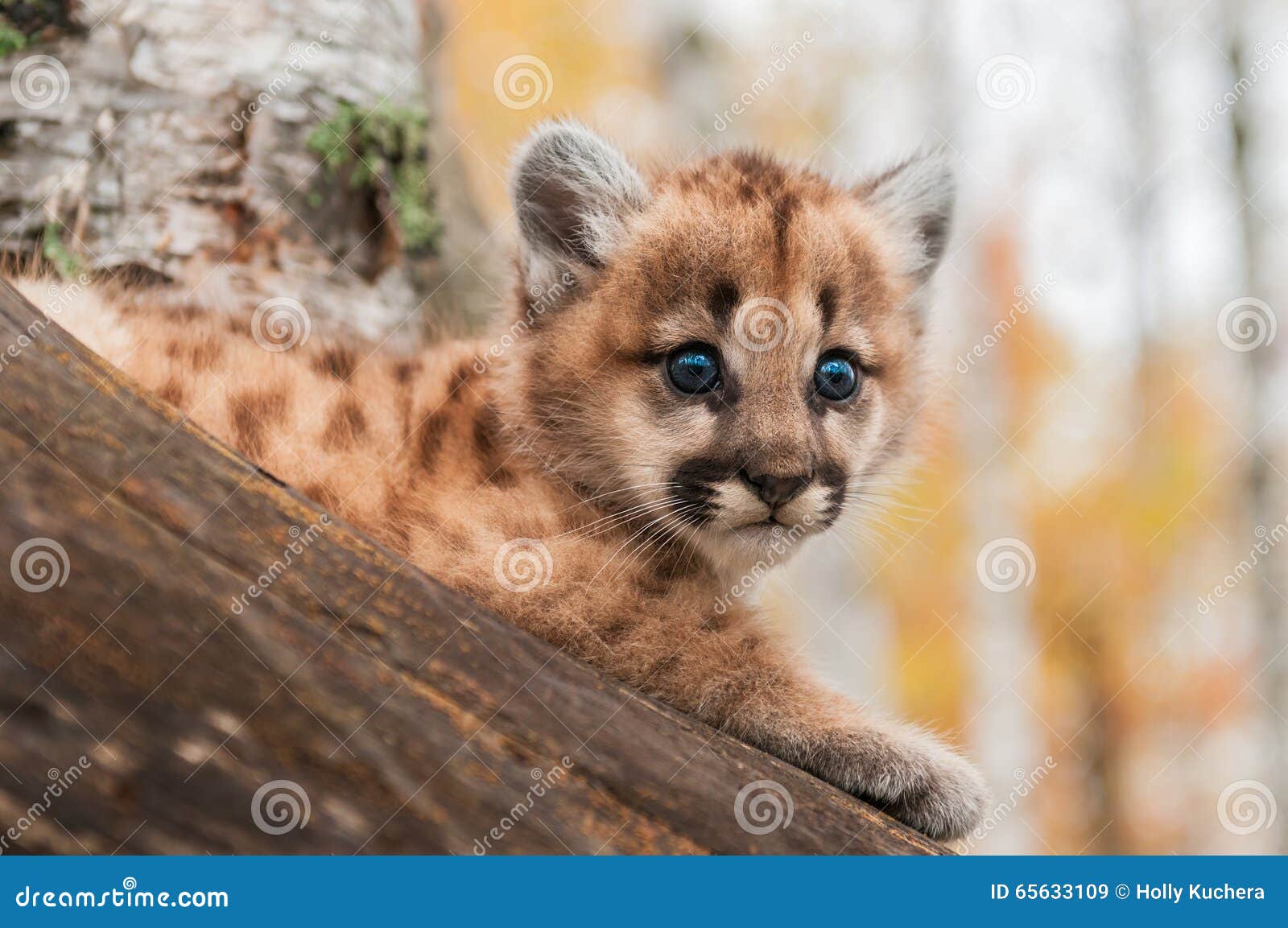 Female Cougar Kitten (Puma Concolor 