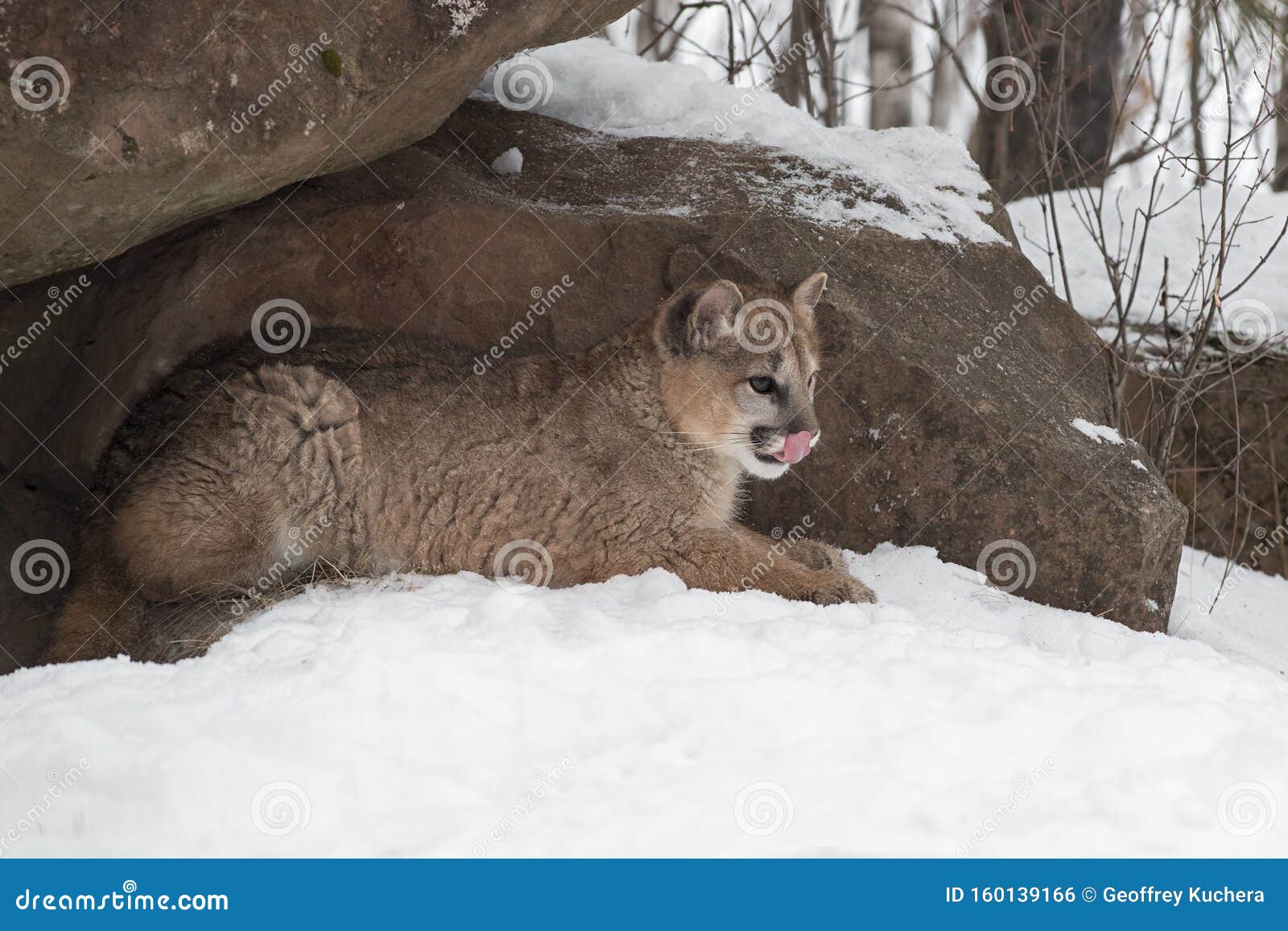 Mercurio vida Ganar Female Cougar Puma Concolor Lies in Rock Den Winter Stock Photo - Image of  lion, natural: 160139166