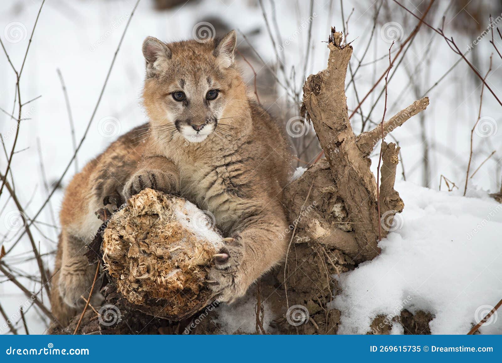 Female Cougar (Puma Concolor) Pauses To Look while Sharpening Claws on ...