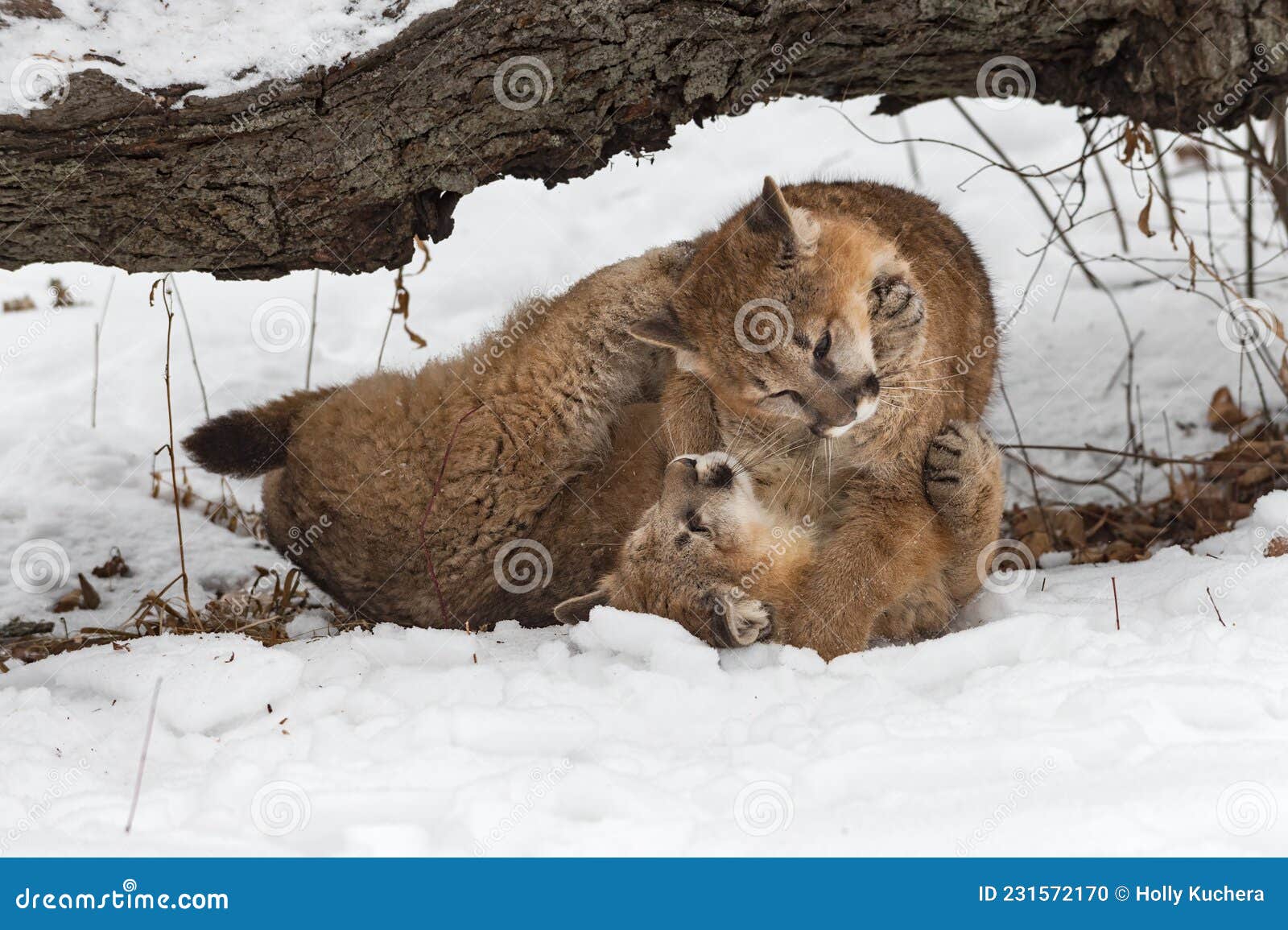 female cougars puma concolor wrestle together in snow winter