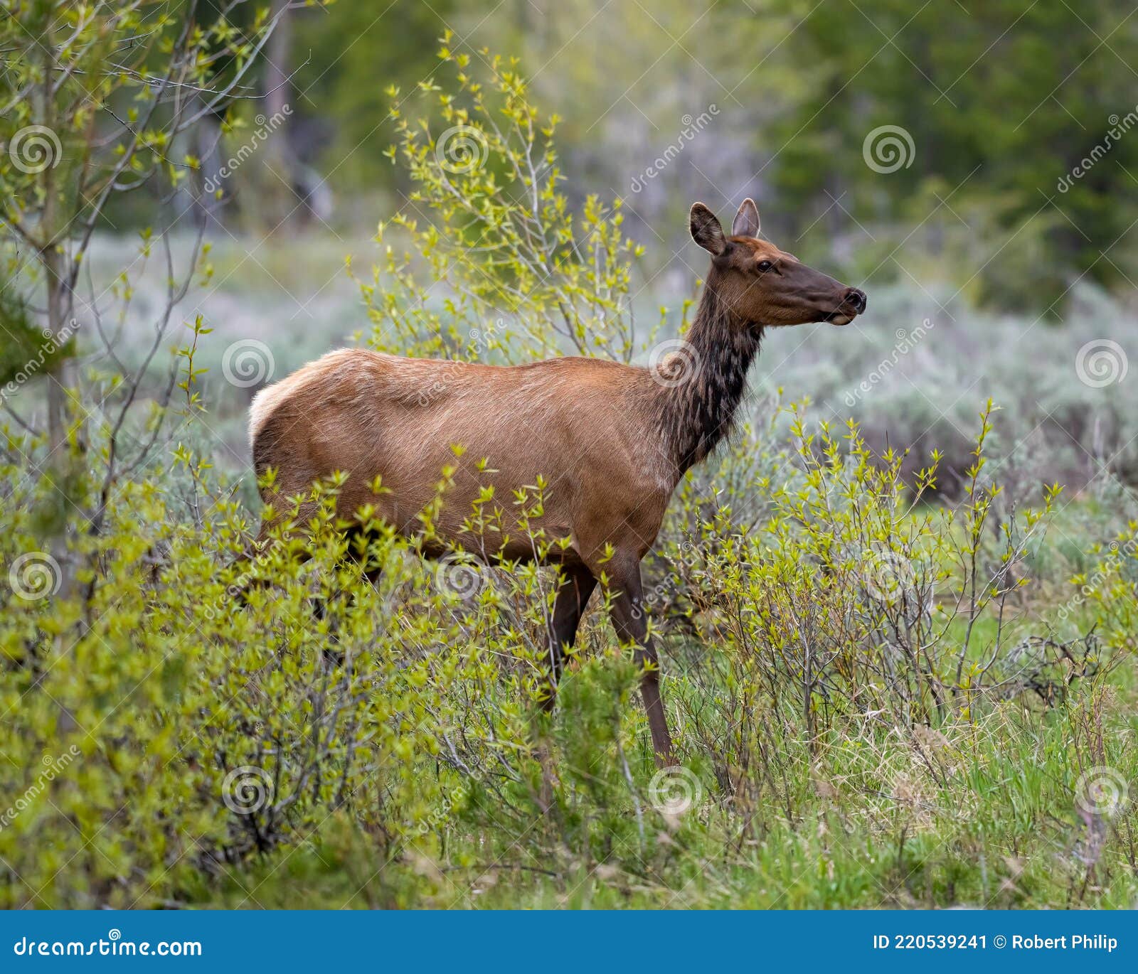 female or cow elk crossing a meadow and pacific creek road