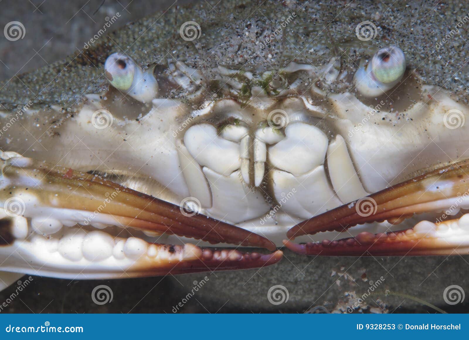 Female crab with eggs stock image. Image of dive, love 9328253