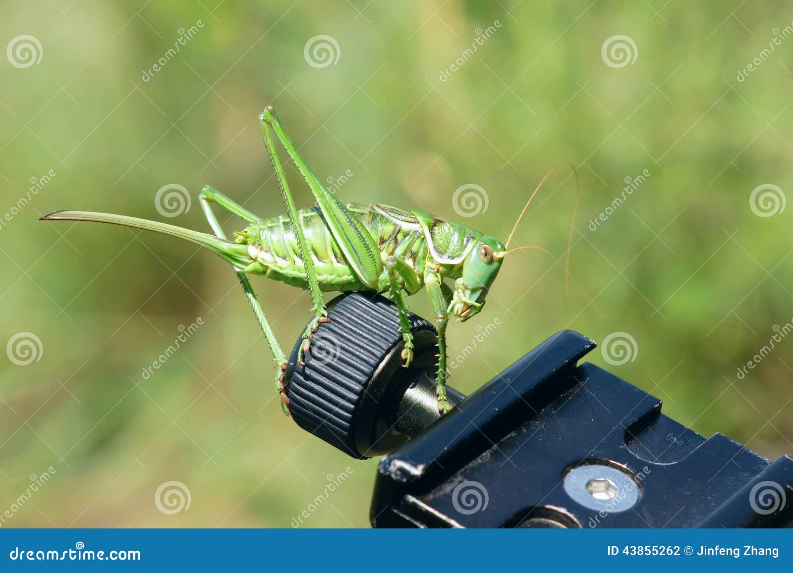 Female cricket stock photo. Image of tettigoniidae, insect 43855262
