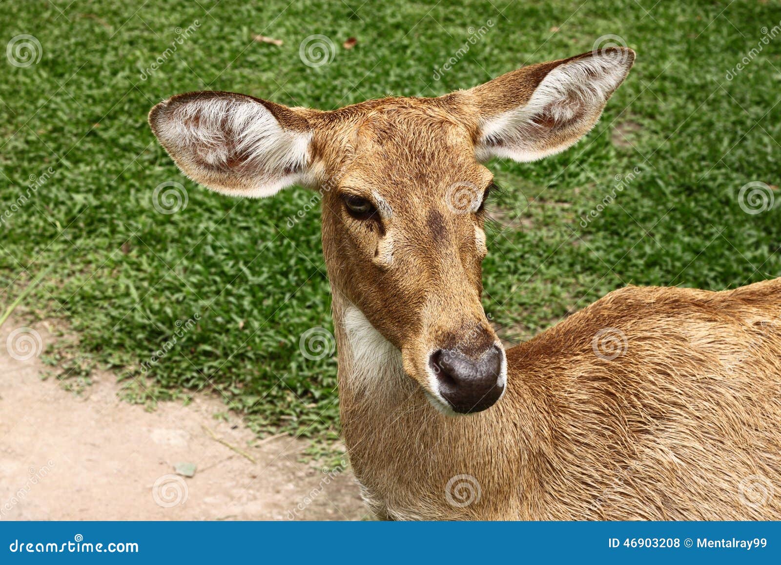 A female deer stock photo. Image of curiosity, summer 46903208