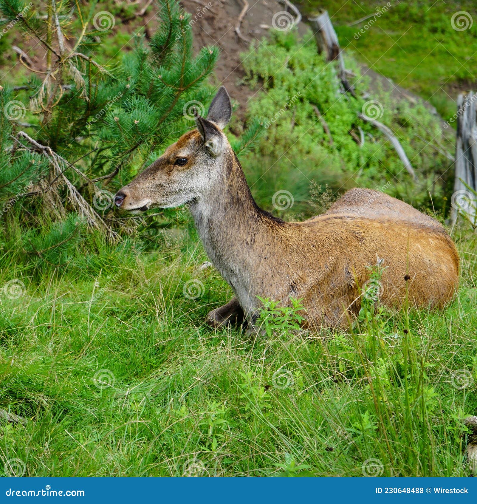 Female Deer on the Grass in the Field Stock Photo Image of stag, mammal 230648488
