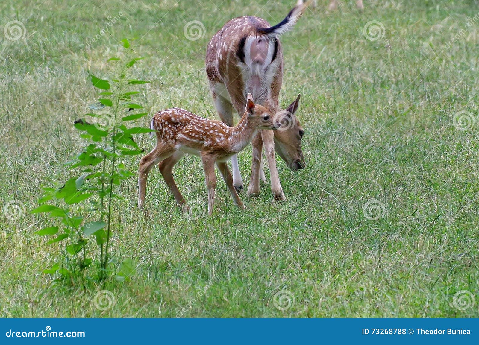 wild animal. family in green grass. female deer and his baby
