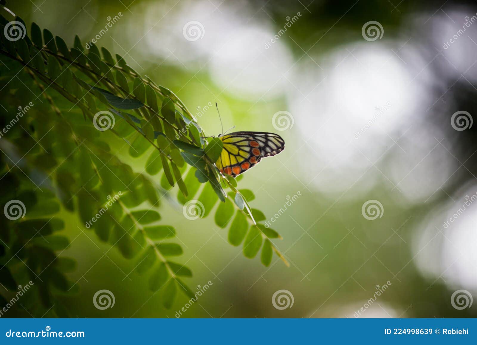 a female delias eucharis, the common jezebel, is a medium-sized pierid butterfly found resting on to the flower plant in a public