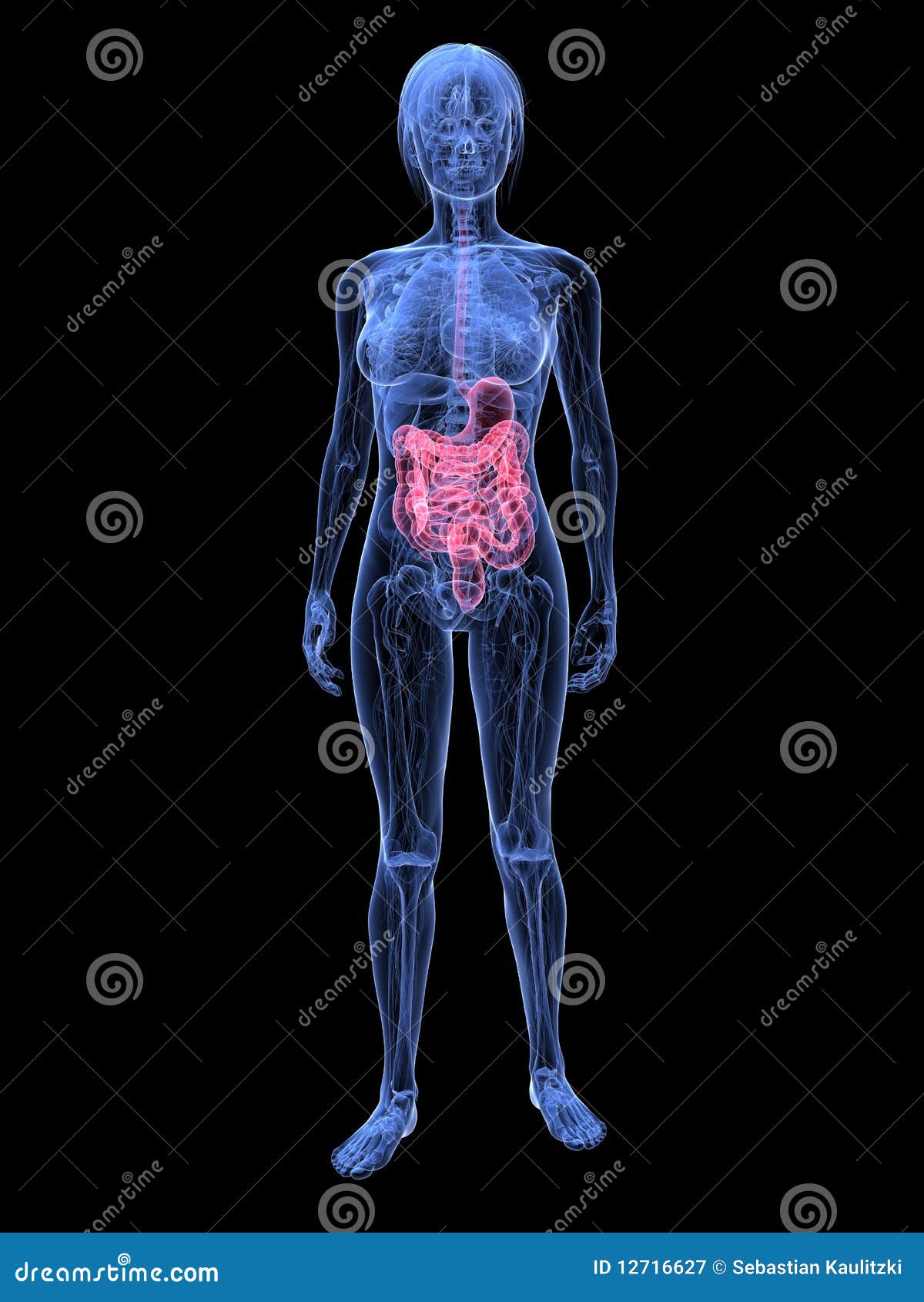 Female digestive system stock illustration. Image of medical - 12716627