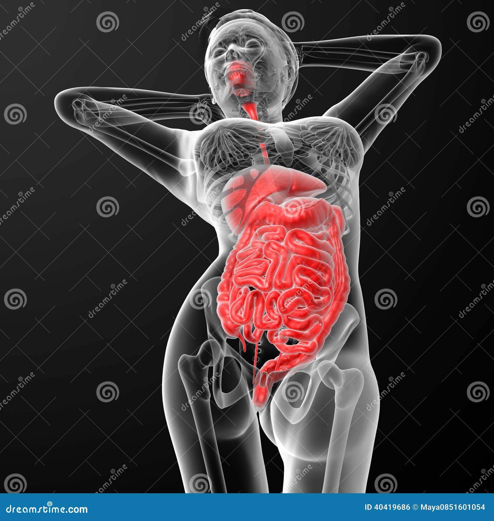 Female digestive system stock illustration. Image of education - 40419686