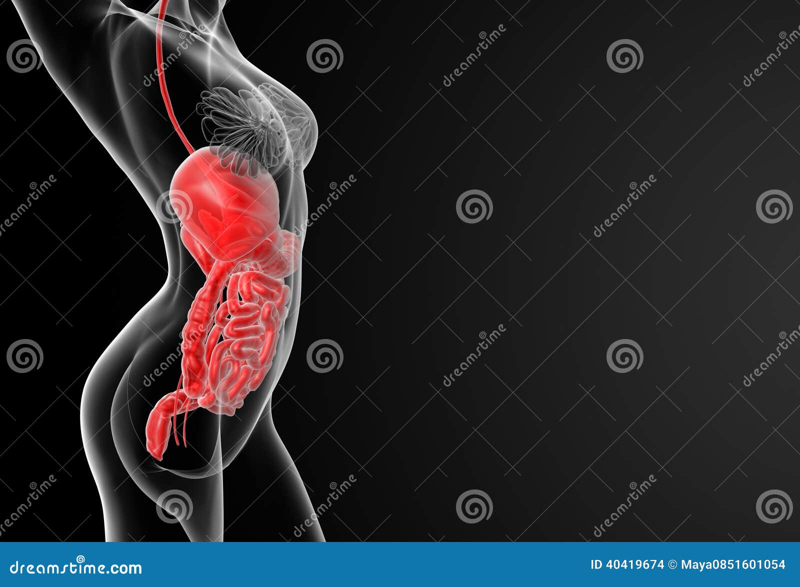 Female digestive system stock illustration. Illustration of health