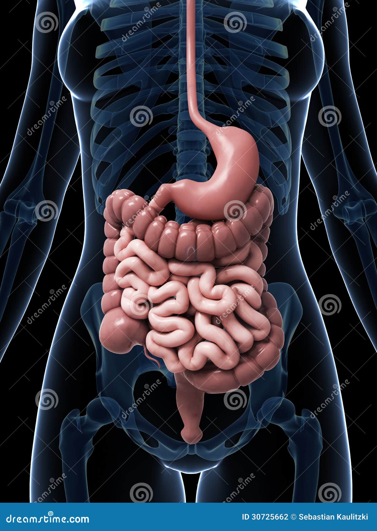 Female Digestive System Stock Photography - Image: 30725662