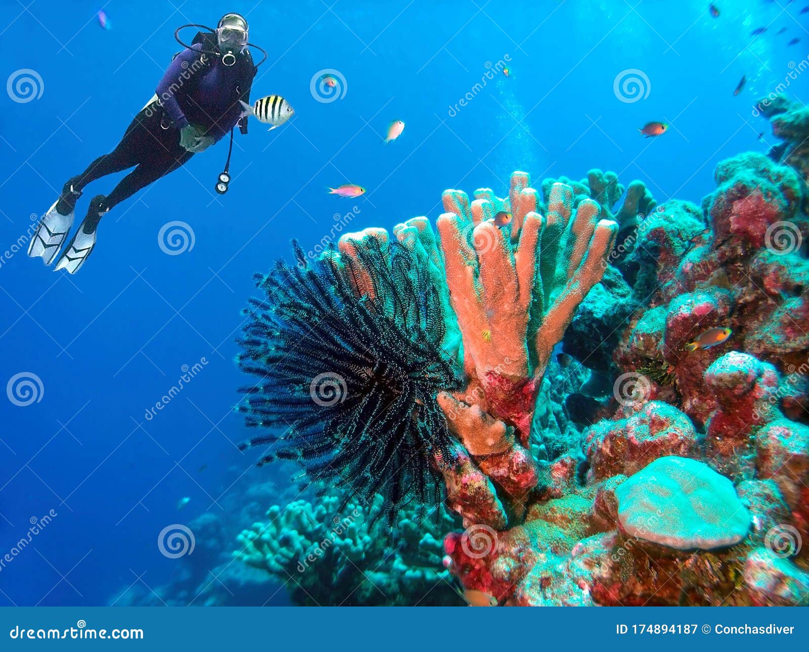 scuba diver observes a lively crinoid in the marshall islands