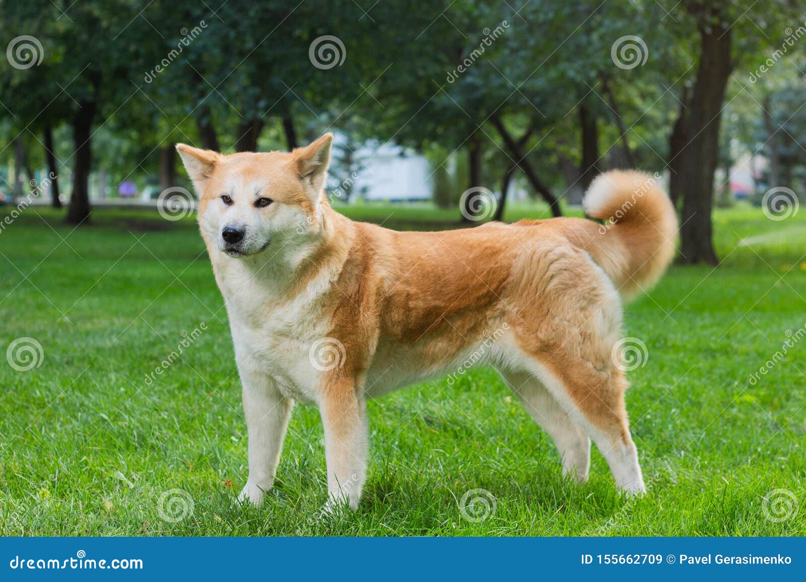 female japanese akita