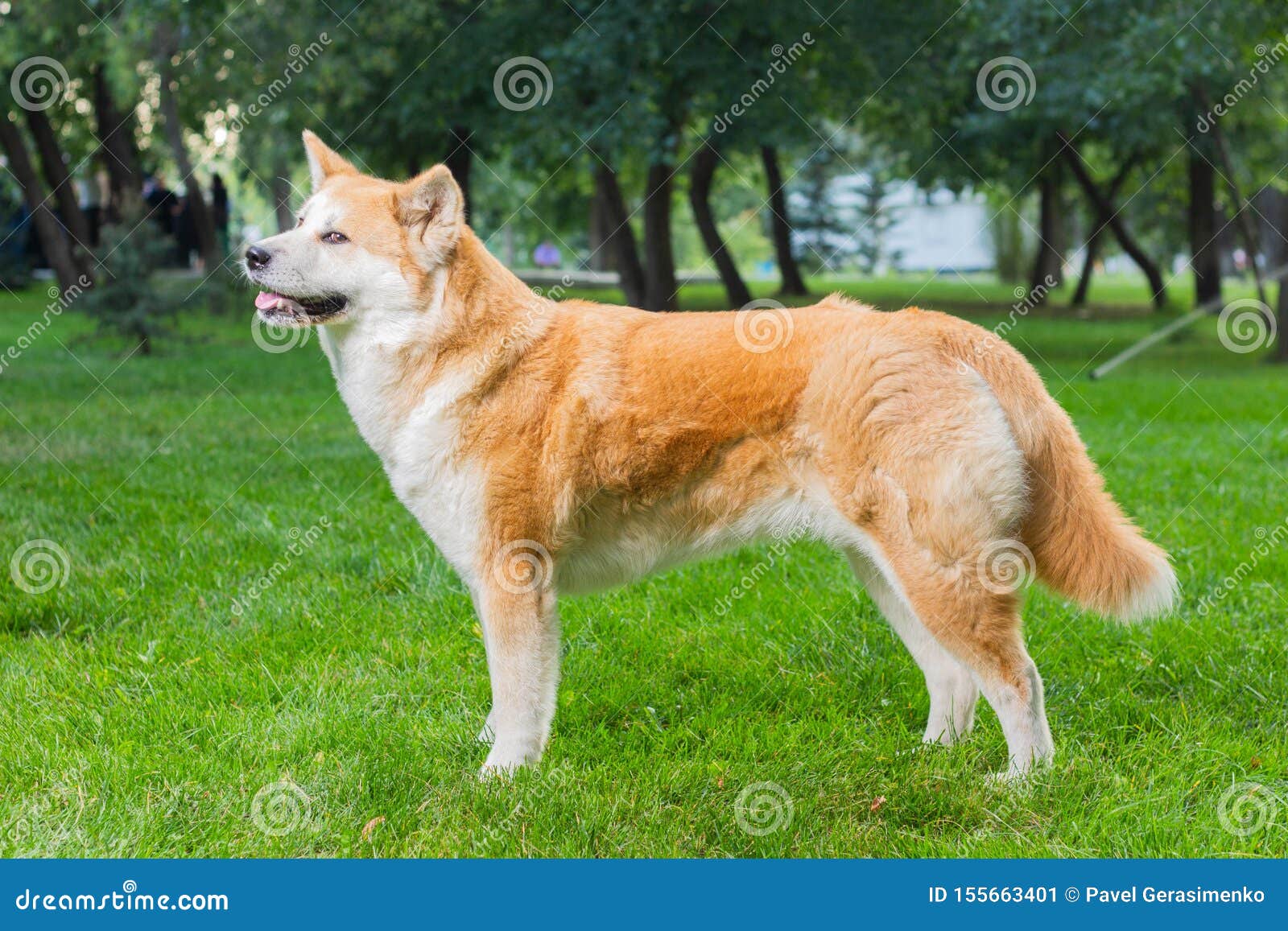 can a greyhound and a akita be friends