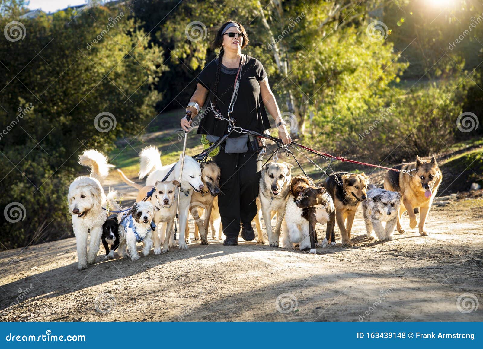 Female Dog Walker With Pack Of 12 Dogs 