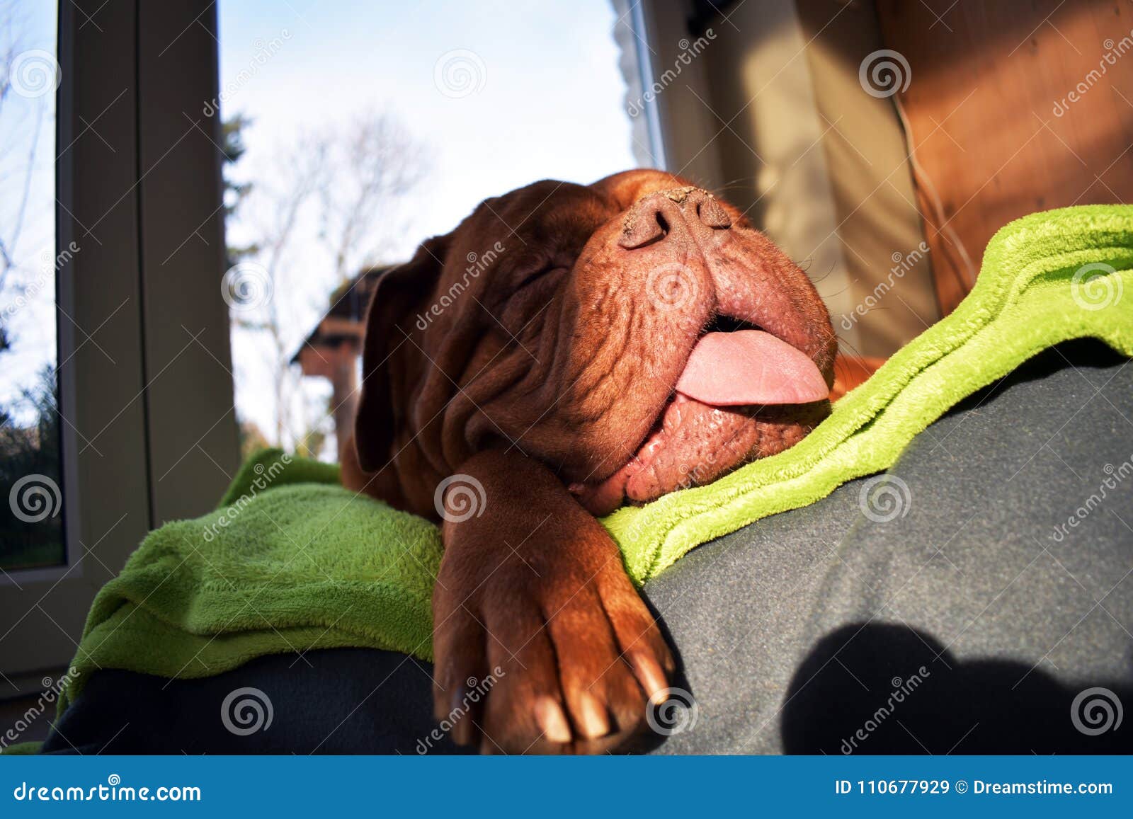 Hund zeigt Zunge stock image. Image of dogs, closed 110677929