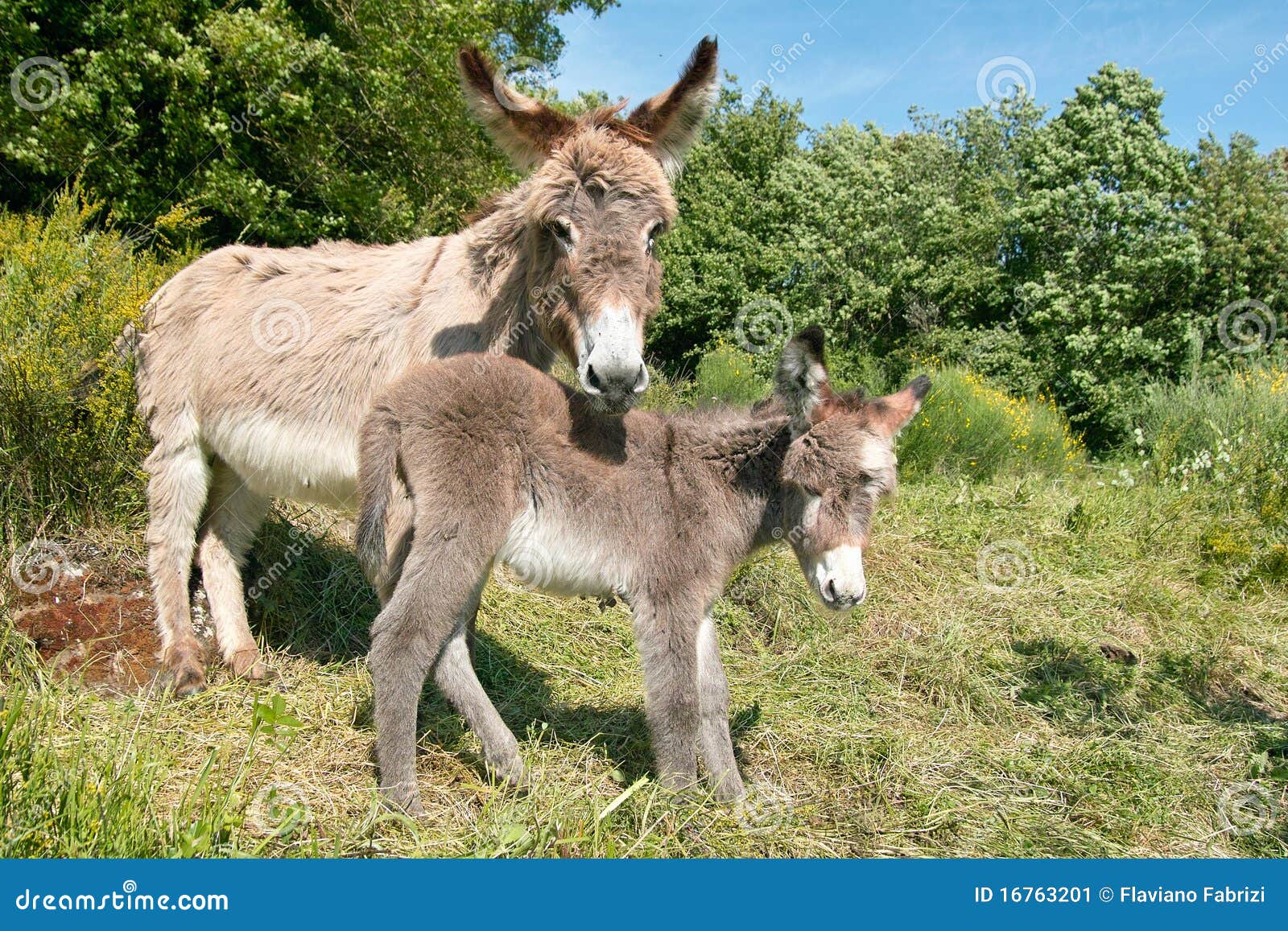 female of donkey with it's foal