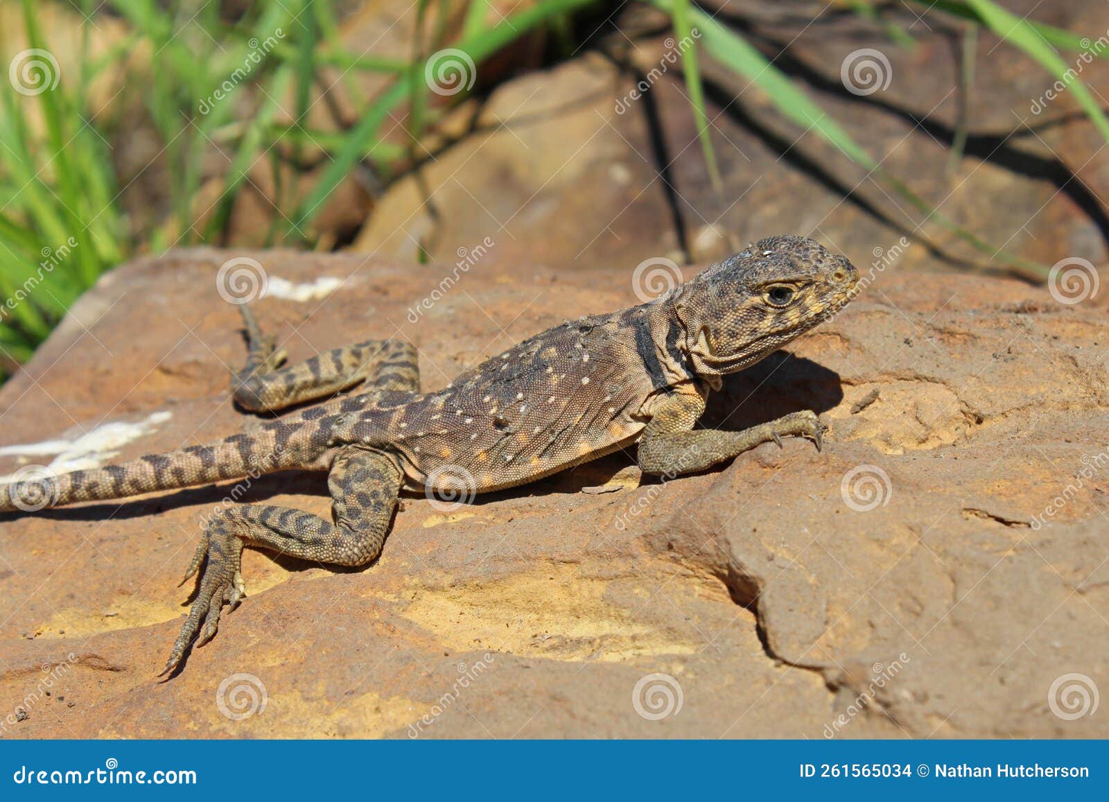 female eastern collared lizard, crotaphytus collaris